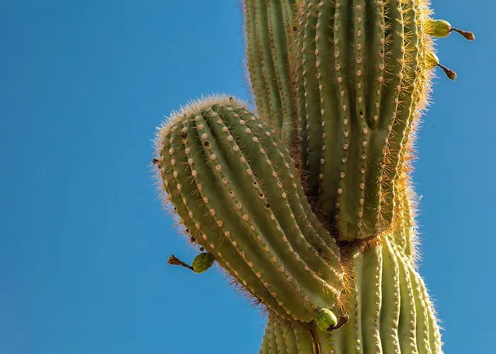 Desert Foothills * Phoenix
